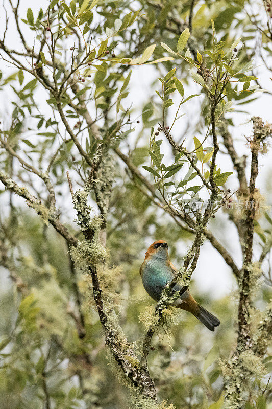 栗色背唐纳雀(Tangara preciosa)